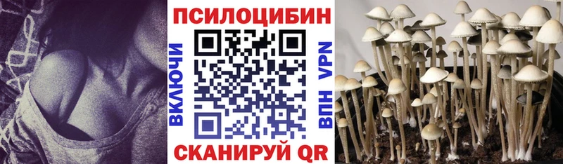 kraken   Заринск  Псилоцибиновые грибы Psilocybe 
